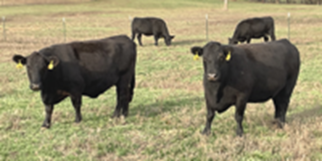 20 Angus & Black Baldy Cows... Southwest MO