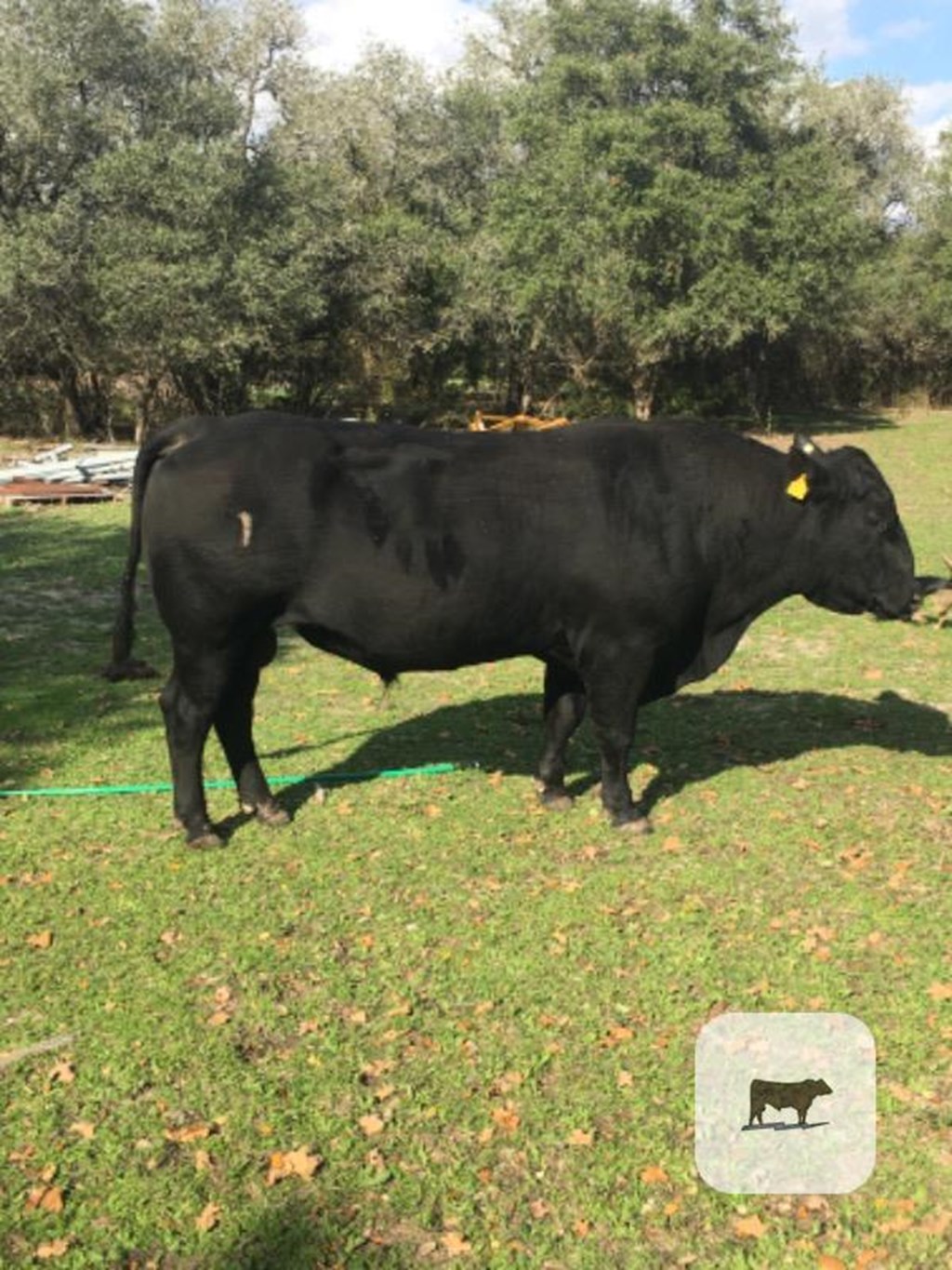 Cattle Range Listing Photo