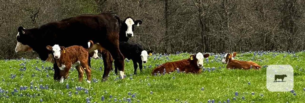 Cattle Range Listing Photo