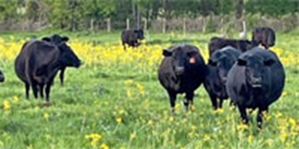 36 Angus Cows w/ 21+ Calves... Central TX