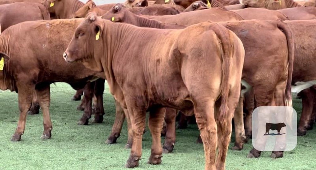 Cattle Range Listing Photo