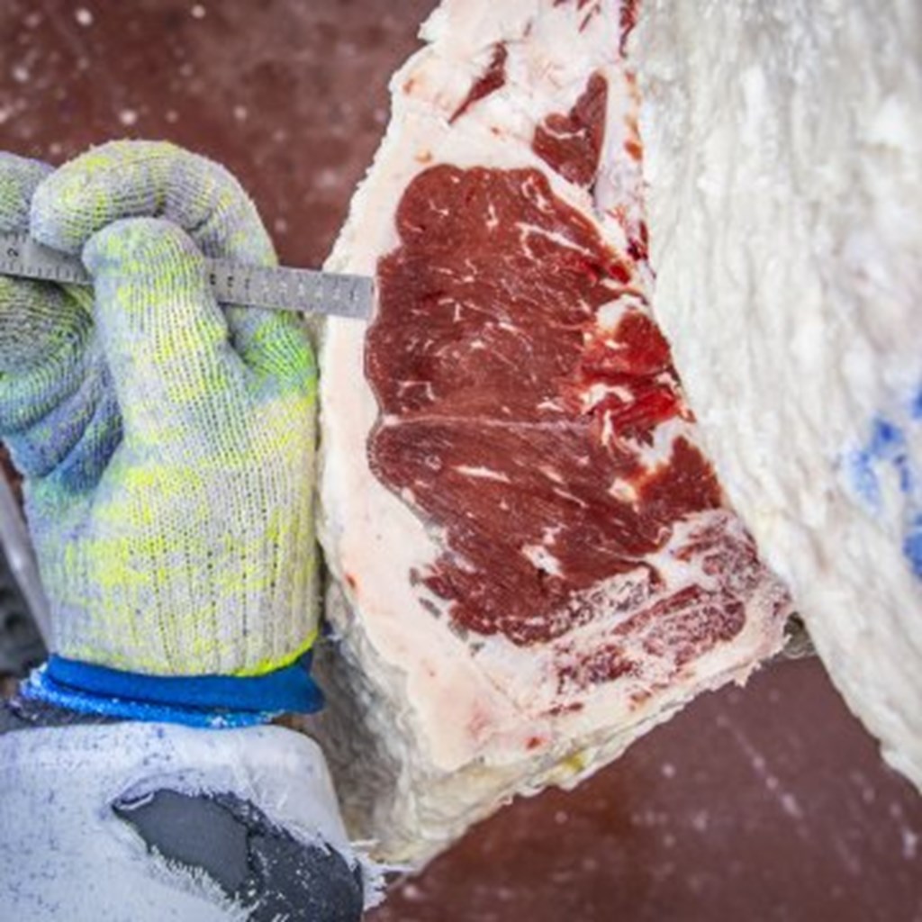 FDA Clears ‘CRISPR’ Cattle for Meat Production