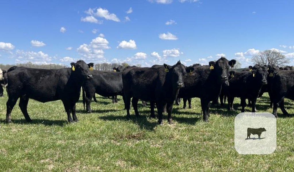 Cattle Range Listing Photo