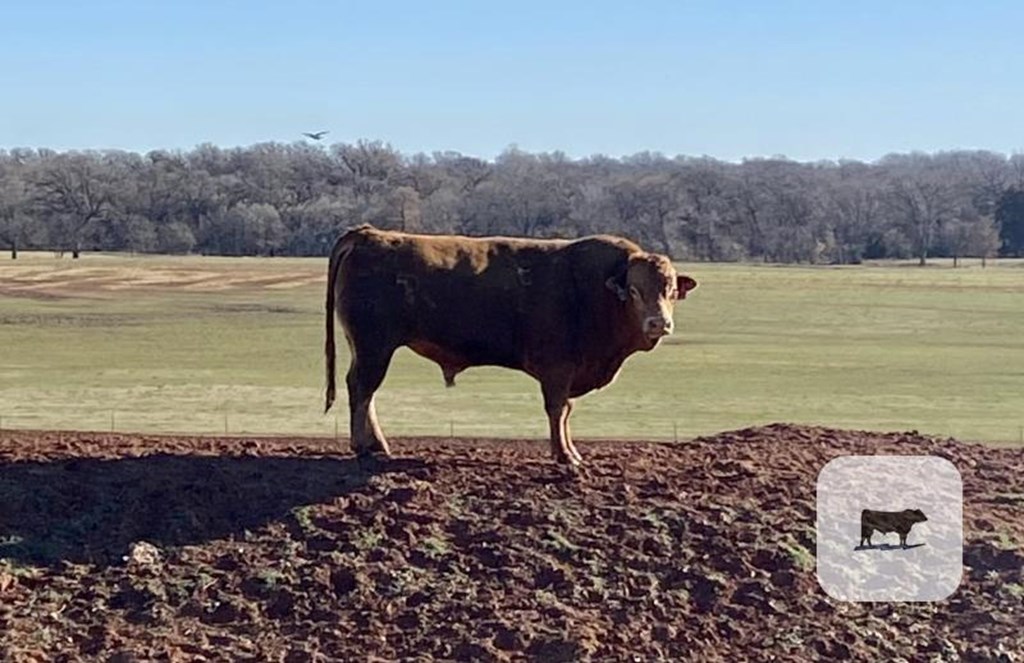 Cattle Range Listing Photo