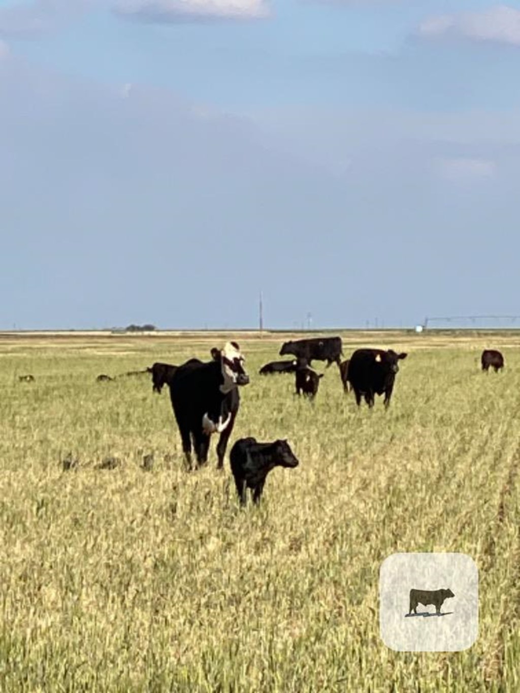 Cattle Range Listing Photo
