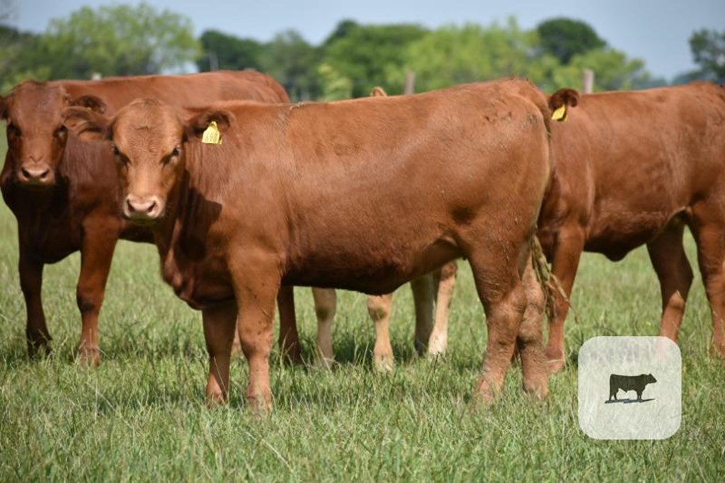 Cattle Range Listing Photo