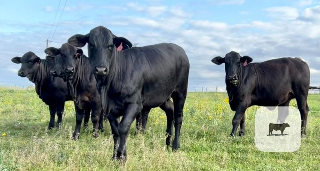Cattle Range Listing Photo