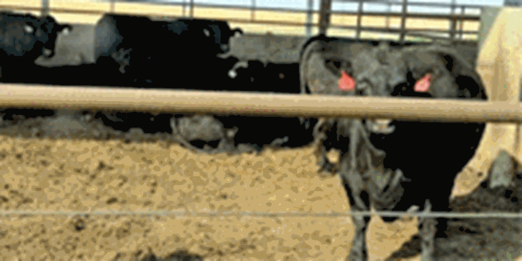 33 Purebred Wagyu Fed Cattle... Southwest IA