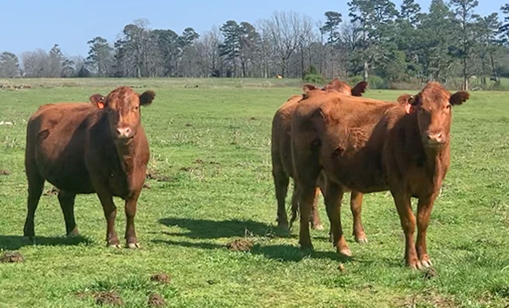 Cattle Range Listing Photo
