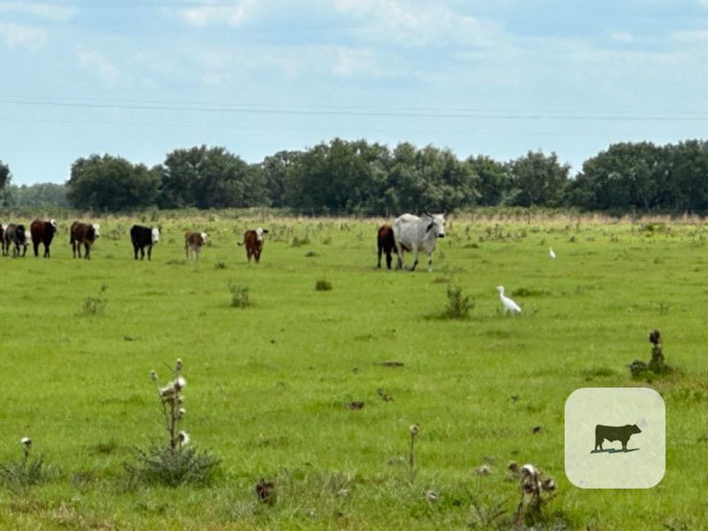 Cattle Range Listing Photo