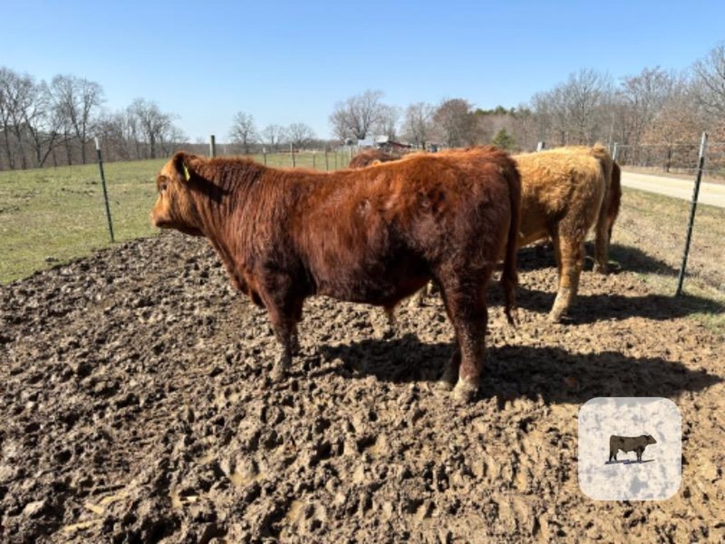 Cattle Range Listing Photo