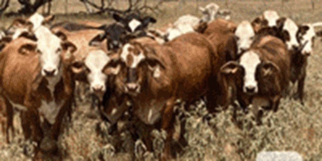 22 F1 Braford/Tigerstripe Rep. Heifers... Southeast TX