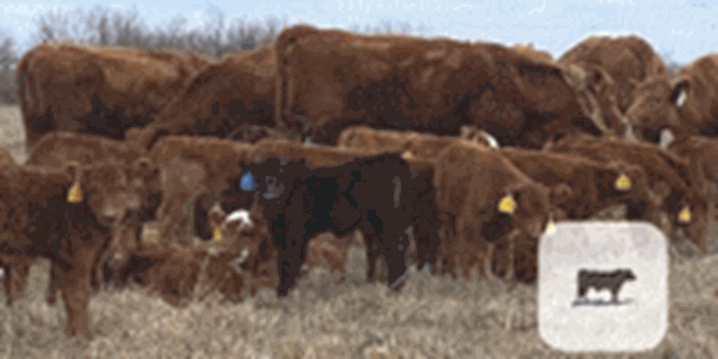 80 Red Angus, Angus & RWF 1st-Calf Pairs... Southeast KS
