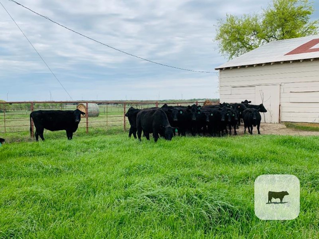 Cattle Range Listing Photo