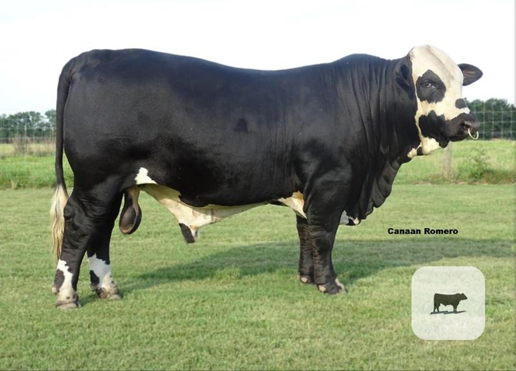 Cattle Range Listing Photo