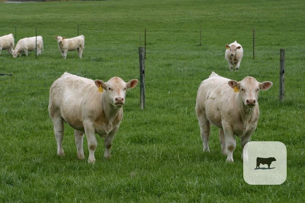 Cattle Range Listing Photo