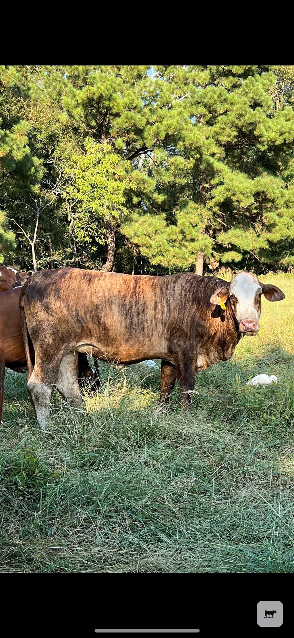 Cattle Range Listing Photo