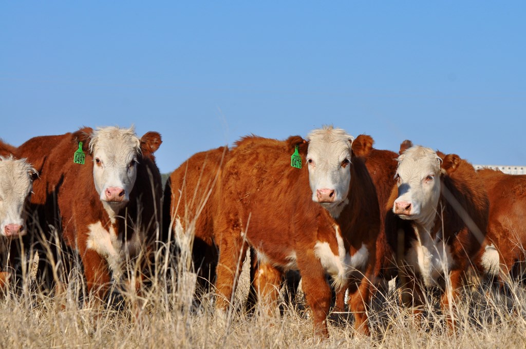 No Herd Rebuilding in Sight