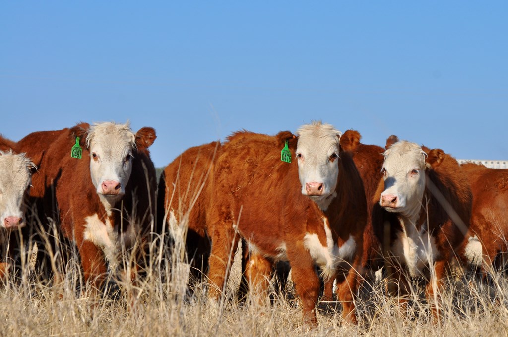 2023 Cattle Market Outlook