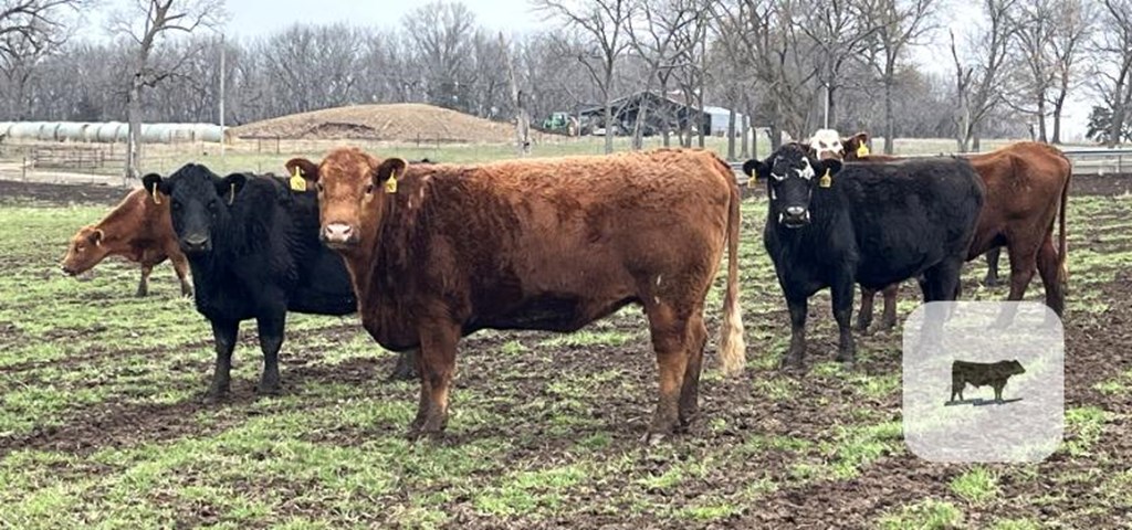 Cattle Range Listing Photo