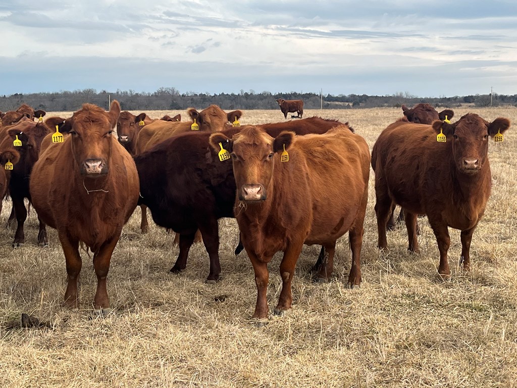 OSU: Profit Maximization for Cattle Producers