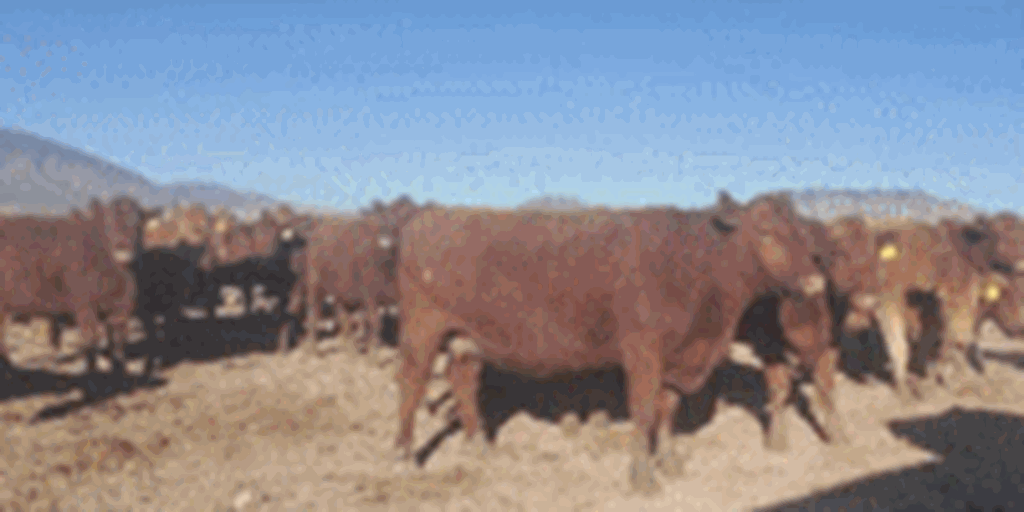 75 Red Angus Cows... Central NM
