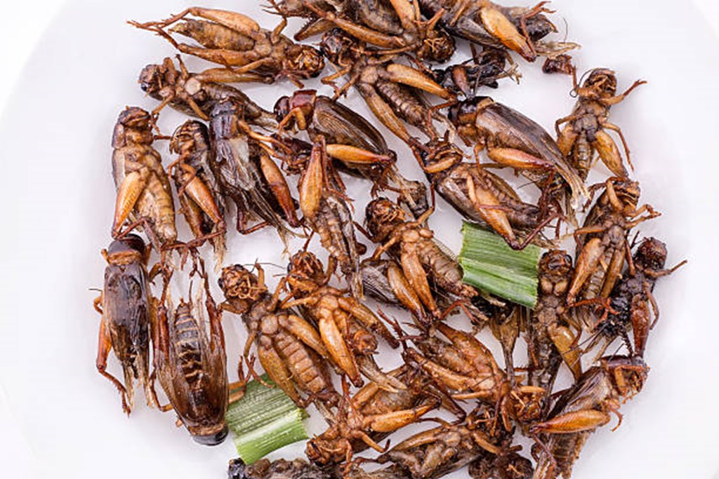 Canada Plans to Replace Meat with Insects for Public Consumption