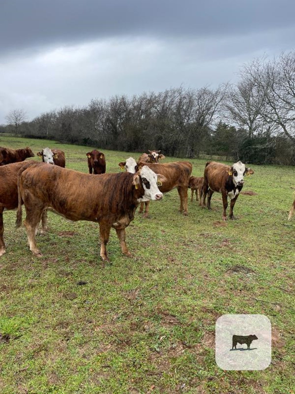 Cattle Range Listing Photo