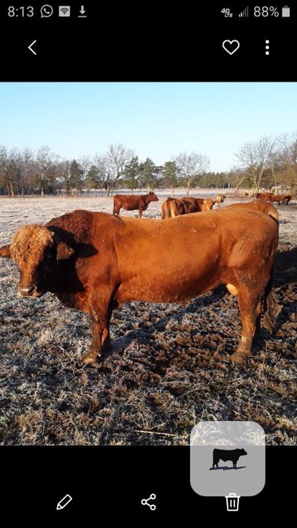 Cattle Range Listing Photo