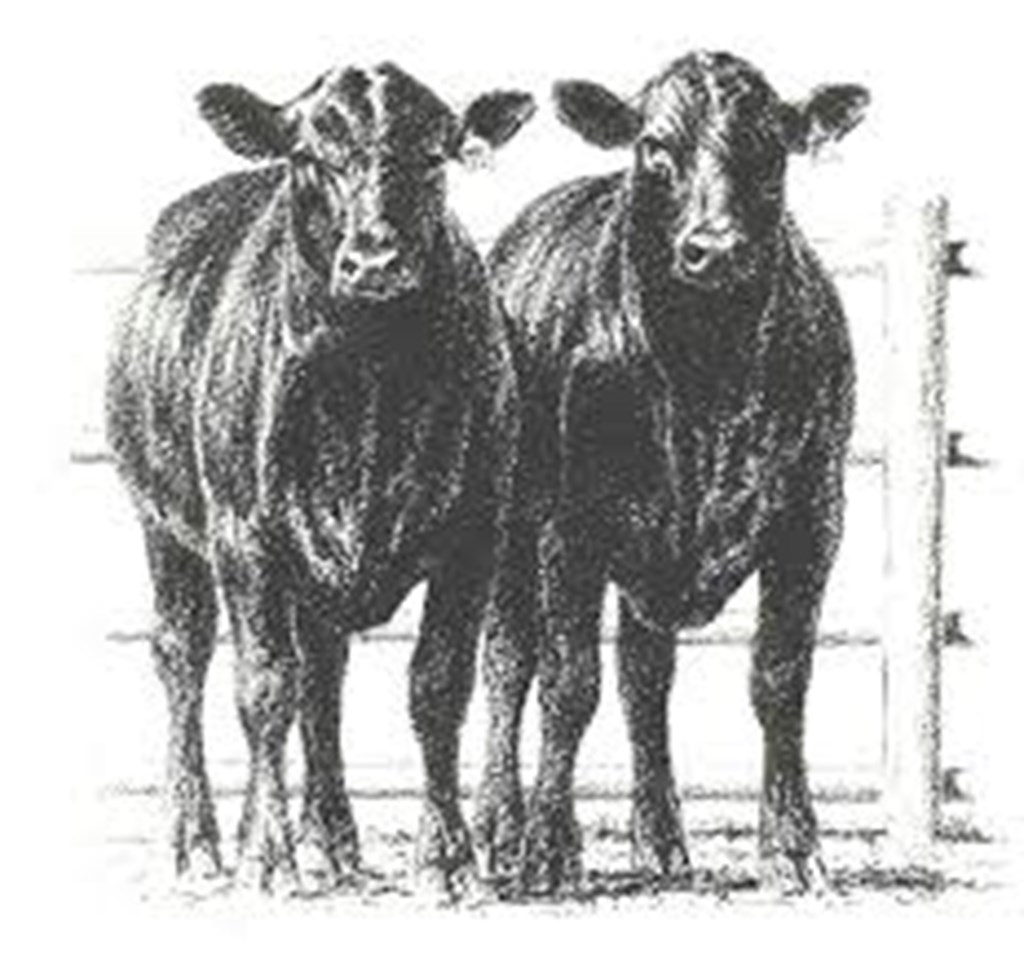 USDA July Beef/Cattle Outlook