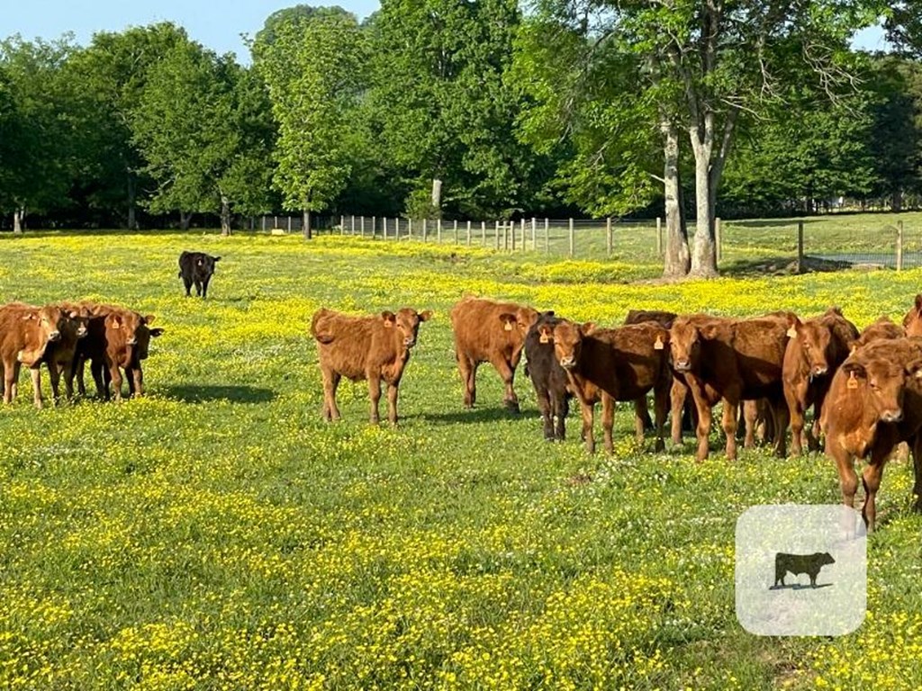 Cattle Range Listing Photo