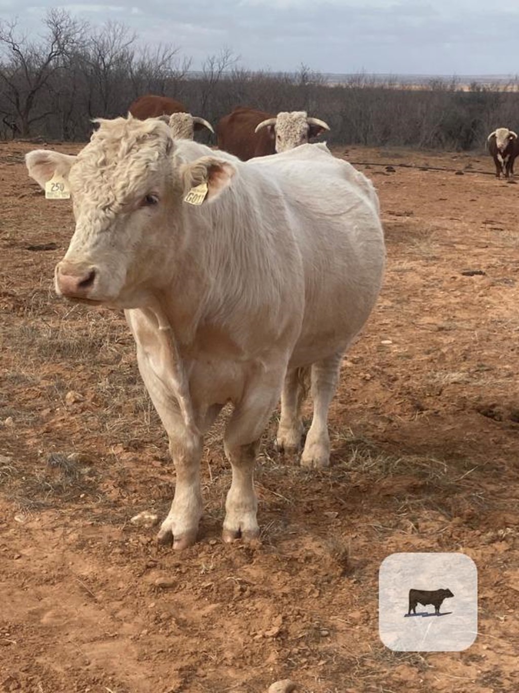 Cattle Range Listing Photo