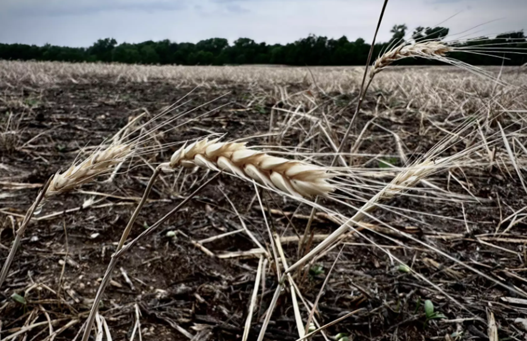 High Plains Drought so bad that Kansas is Importing Wheat from Europe
