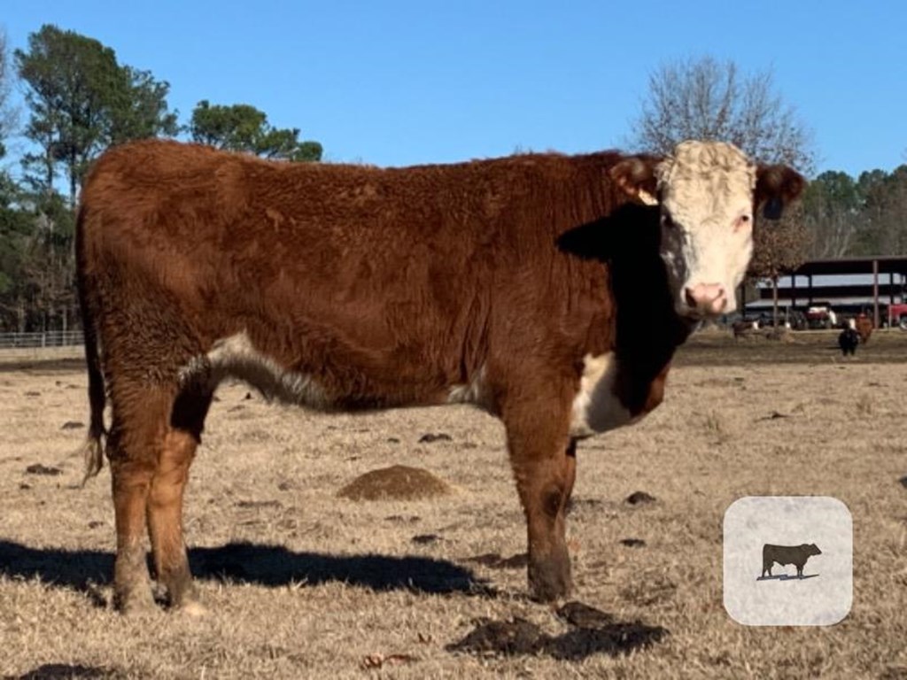 Cattle Range Listing Photo