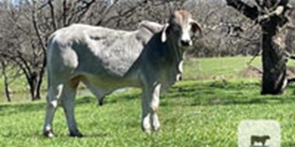 2 Brahman & F1 Braford Bulls... N. Central TX