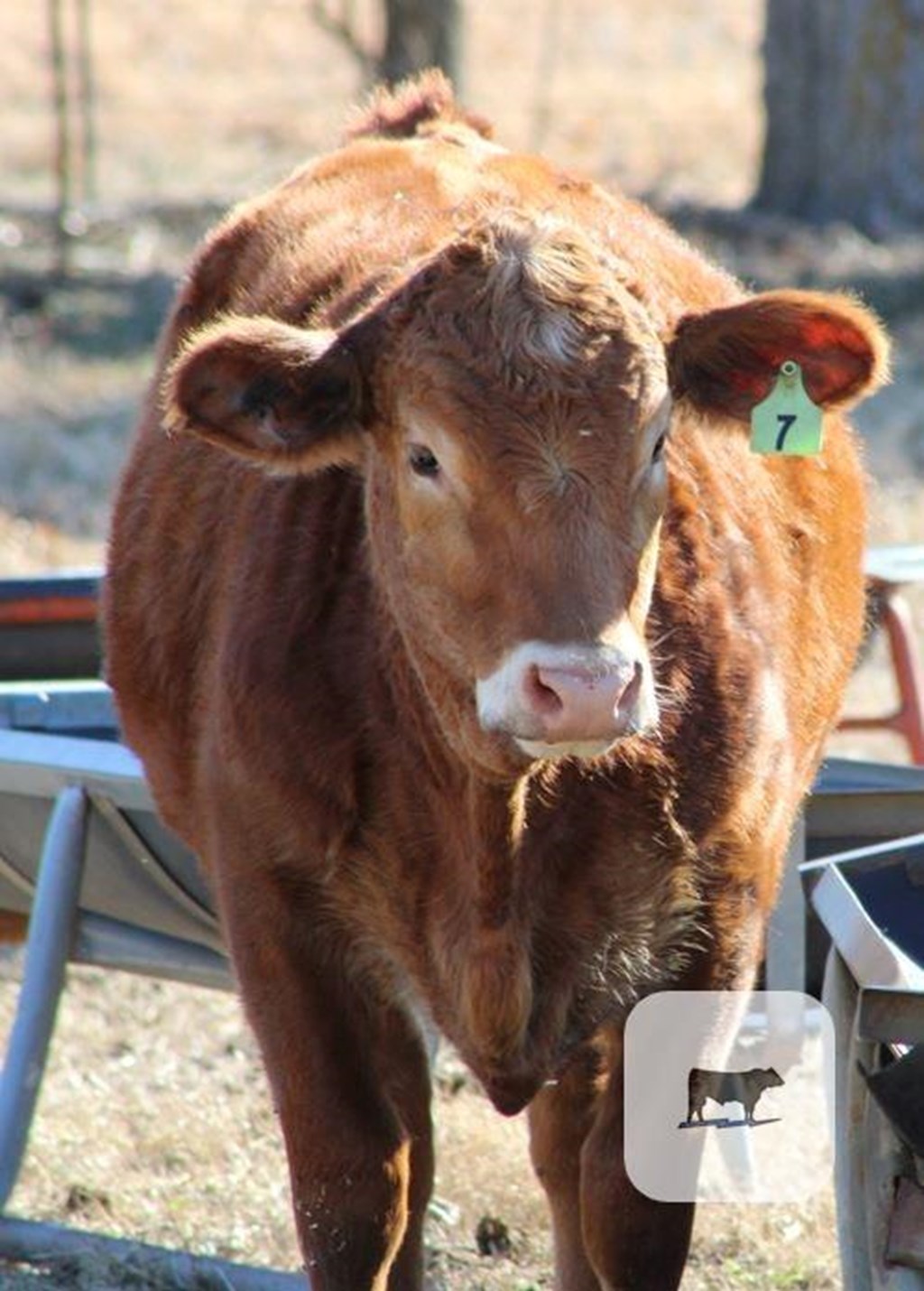 Cattle Range Listing Photo