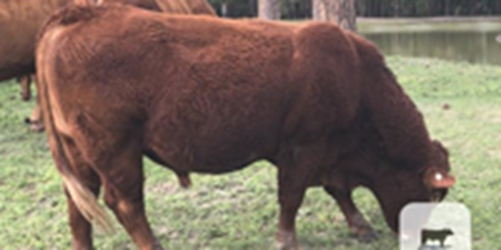12 Purebred Limousin Bulls... Northern FL