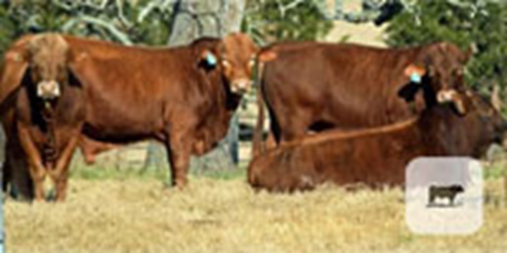 8 Reg. Beefmaster Bulls... S. Central TX
