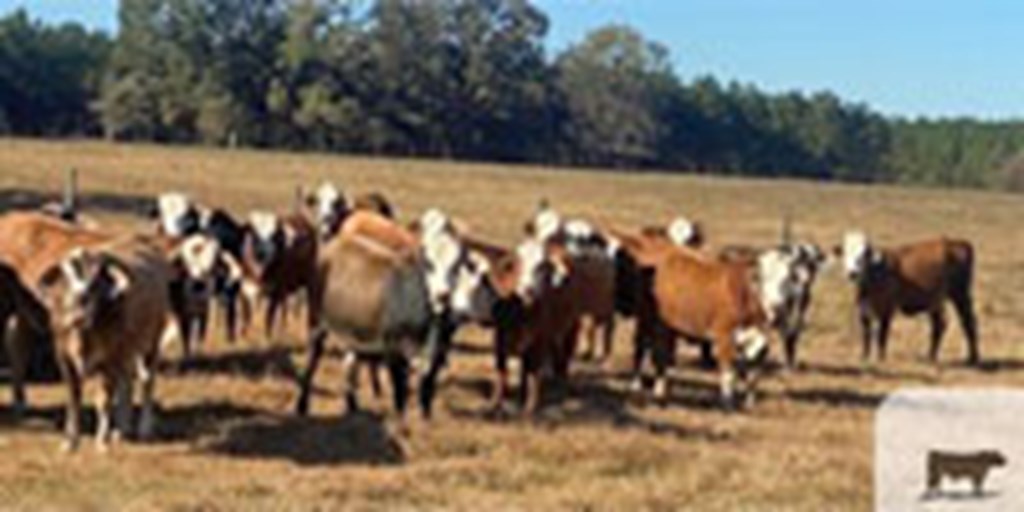 53 Braford Bred Heifers... Southwest MS