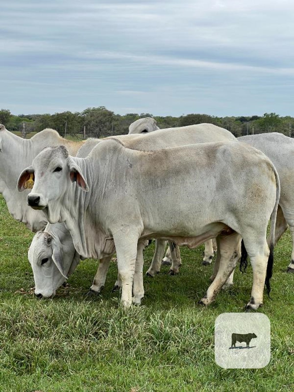 Cattle Range Listing Photo