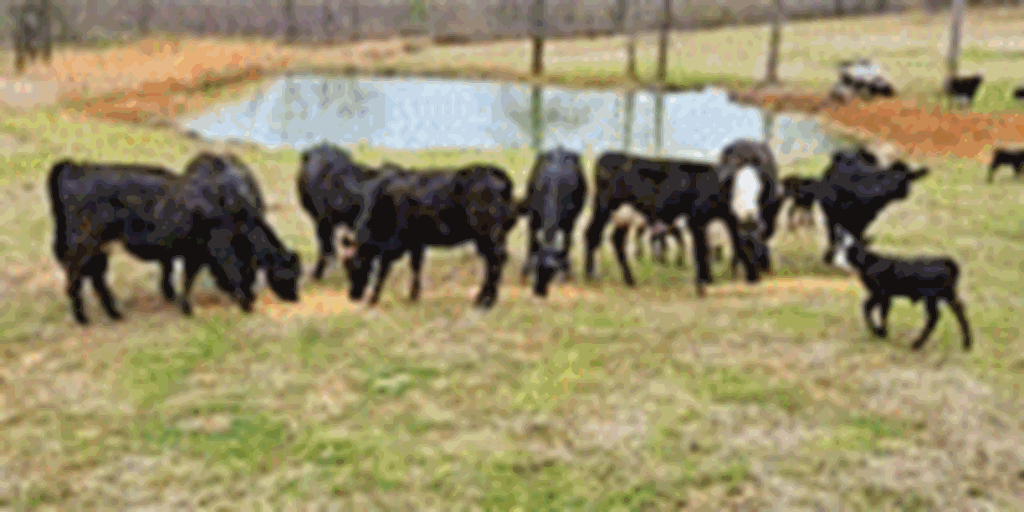 14 Angus & Black Baldy 1st-Calf Pairs... Central AR