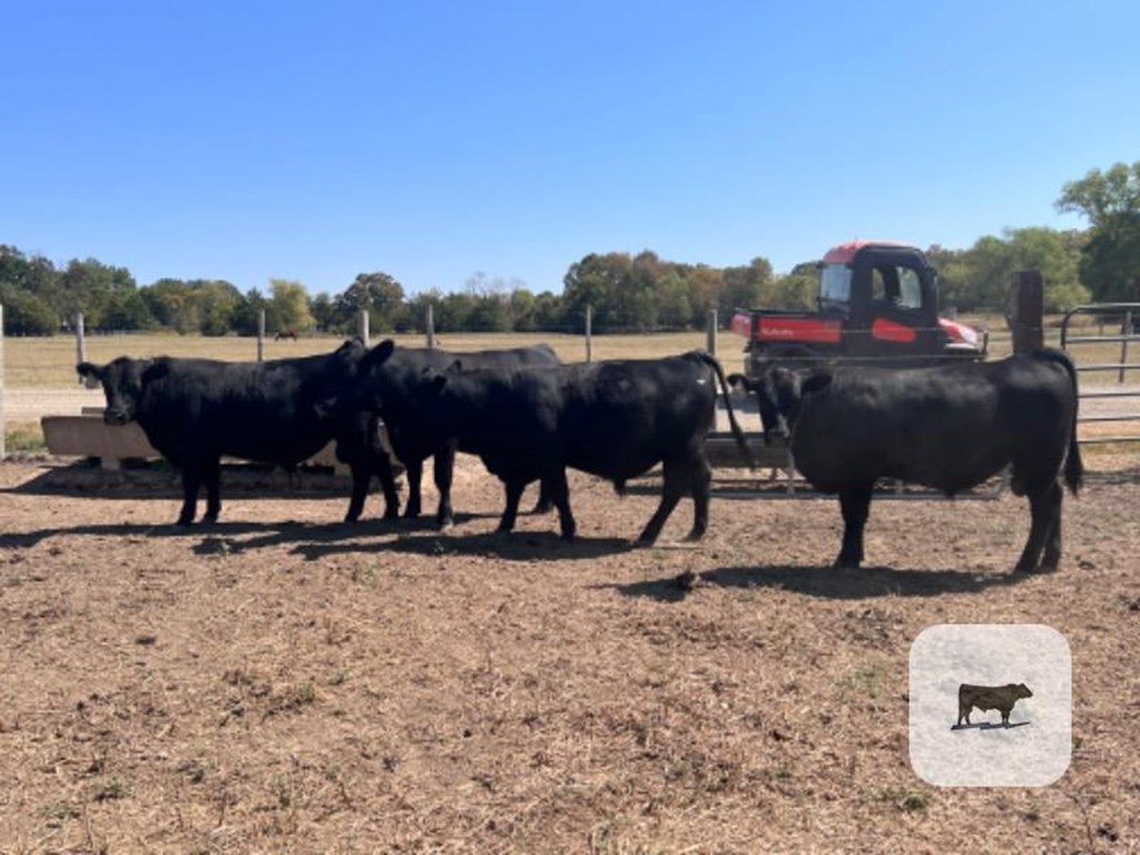 Cattle Range Listing Photo