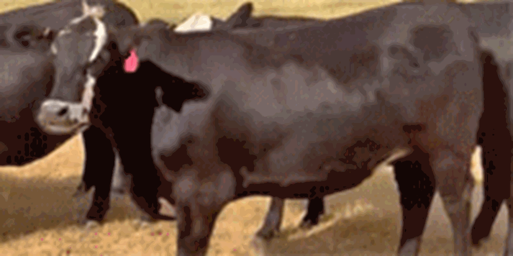 52 Angus/Braford Baldy Bred Heifers... Central  TX