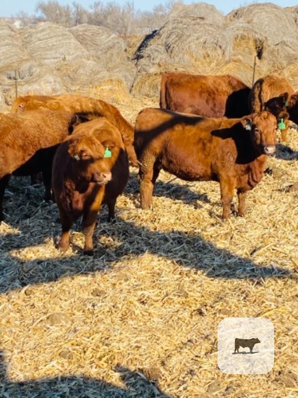 Cattle Range Listing Photo 3