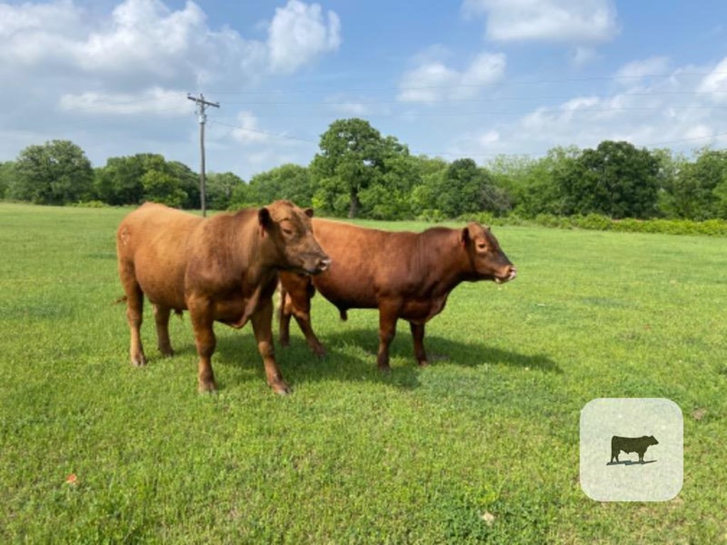 Cattle Range Listing Photo