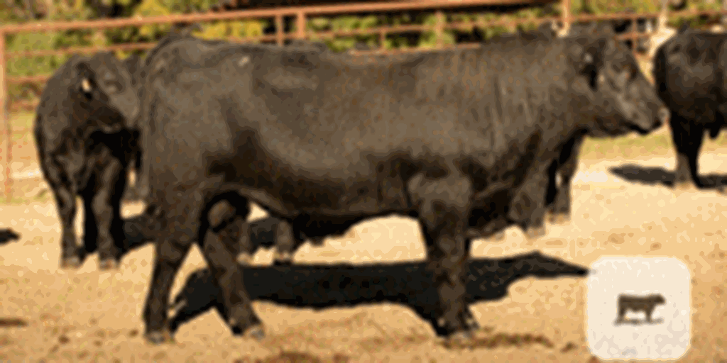 20 Angus Bulls... Southwest MO