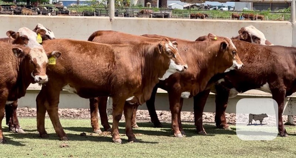 Cattle Range Listing Photo