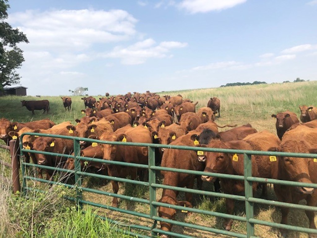 Cow Culling in the Southern Plains