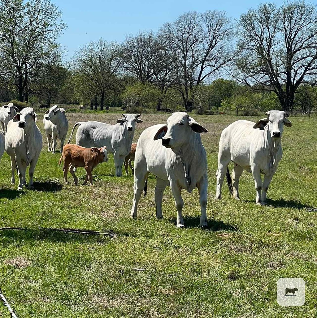 Cattle Range Listing Photo