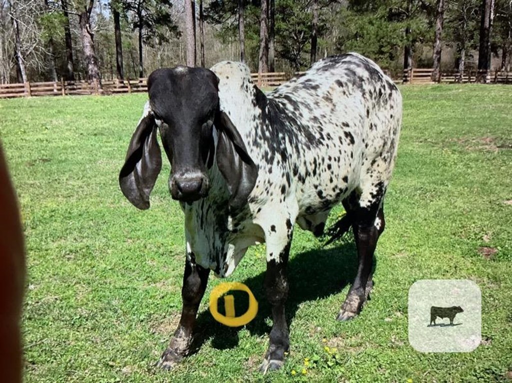 Cattle Range Listing Photo